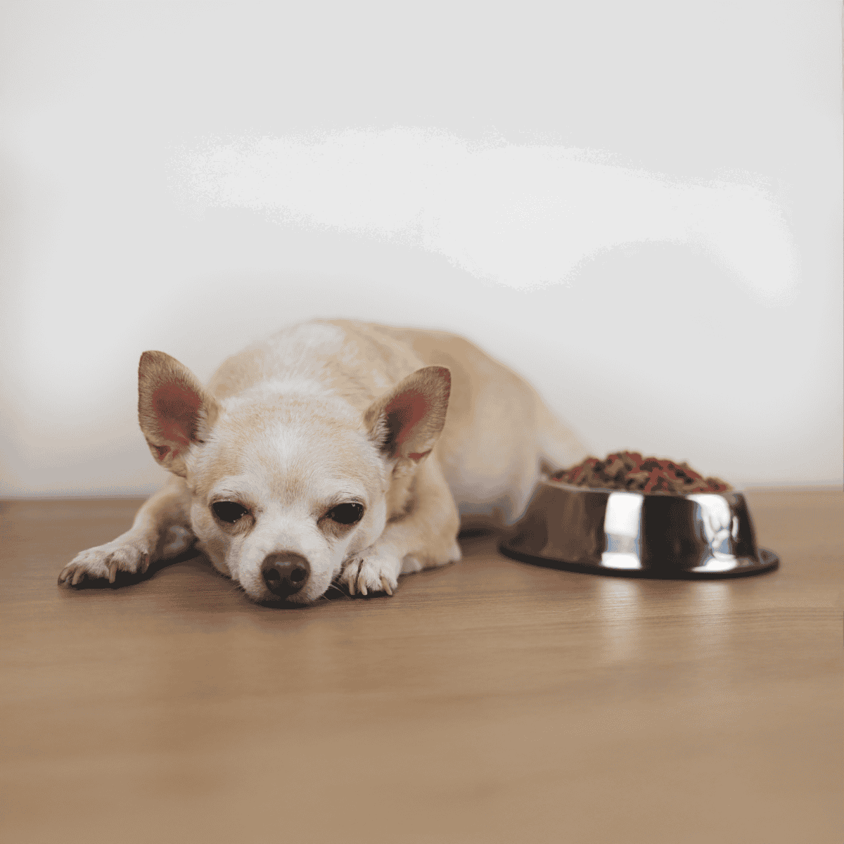 Cute small dog resting near food bowl, dog feeding, pet health, canine nutrition.