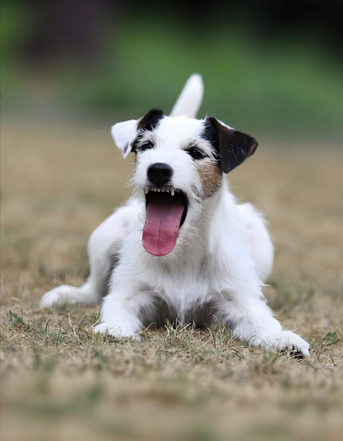 Adorable energetic dog resting on grass.