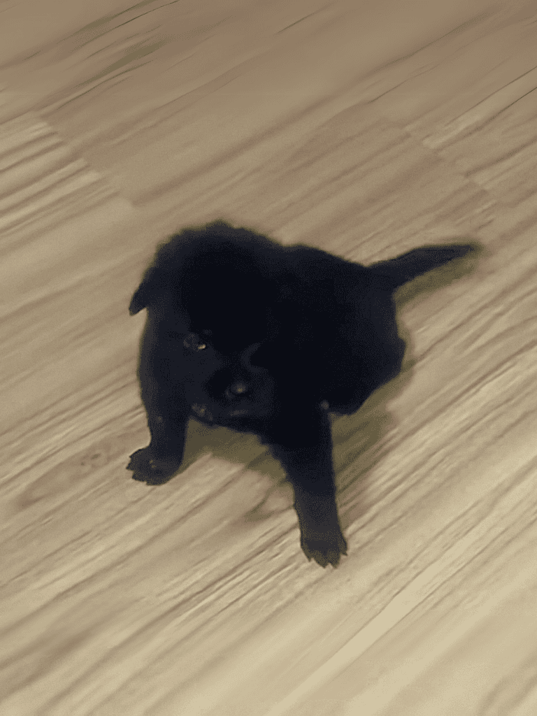 Adorable black puppy lying on a wooden floor, looking up with curiosity. Perfect for dog lovers and pet care content.