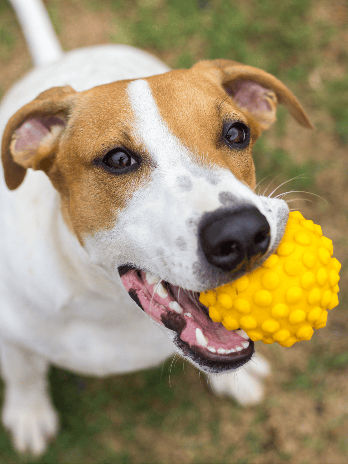 Dog playing with bright yellow textured rubber ball outdoors.
