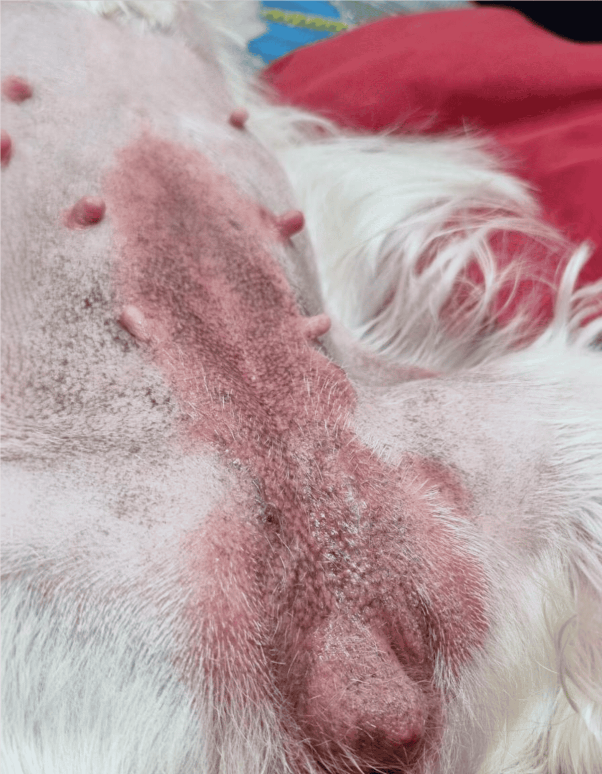 Close-up of a dog's nipples and skin showing hair loss and irritation, highlighting pet health concerns.