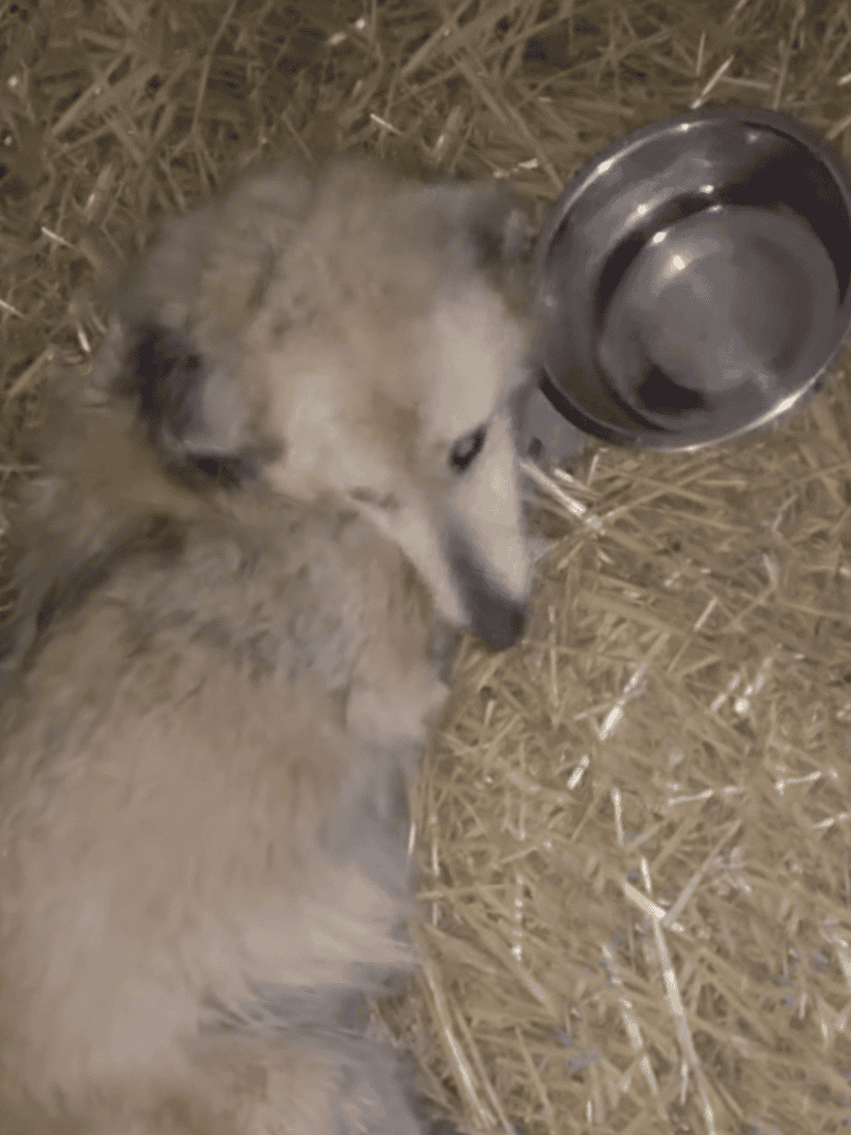 Adorable puppy relaxing on straw bedding, drinking from a stainless steel water bowl.