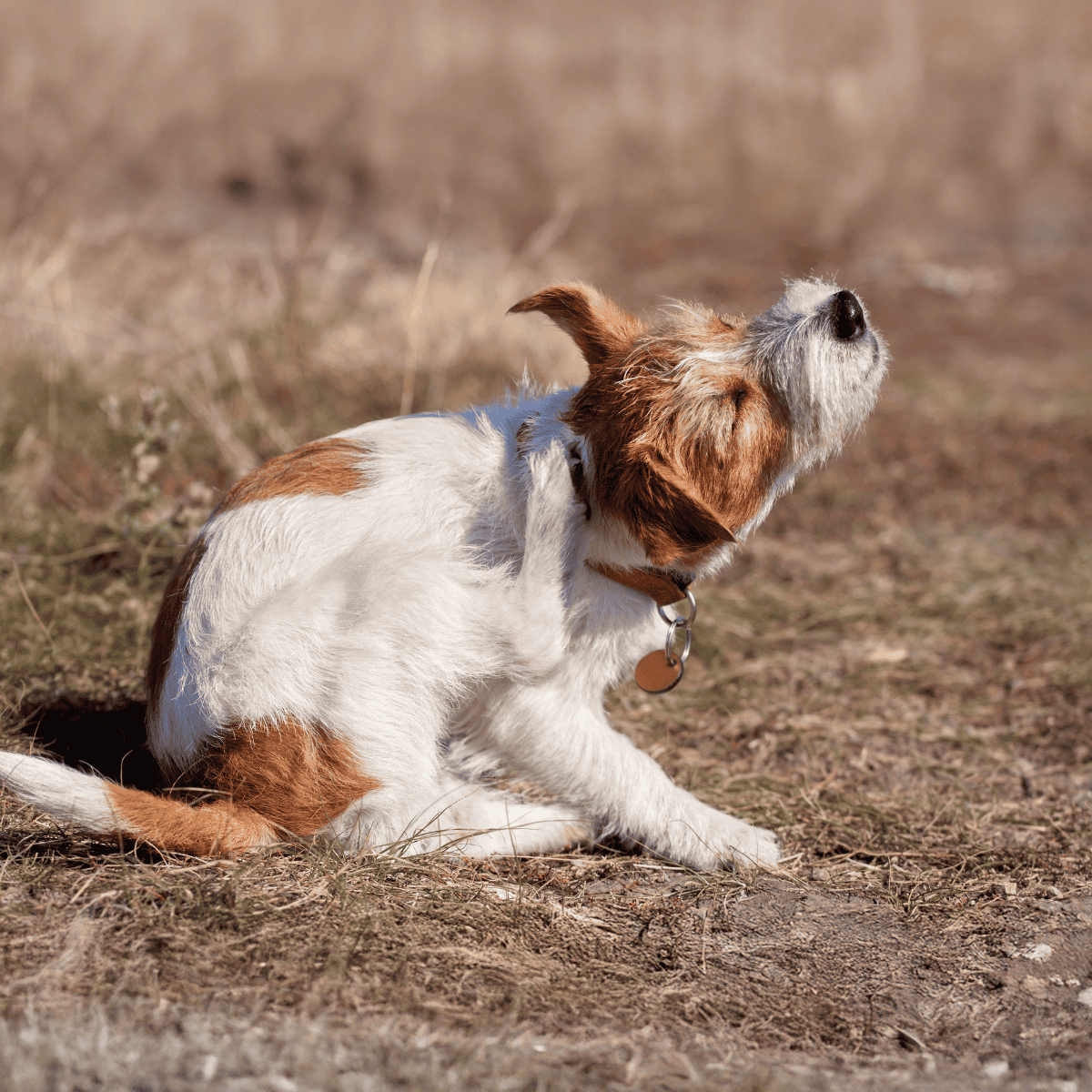 Dog scratching itself on the ground in an outdoor setting for relief.