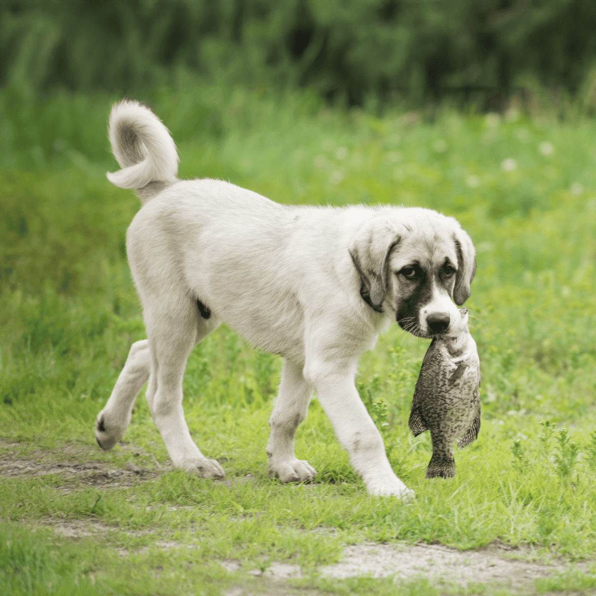 Dog with fish in mouth, outdoor nature scene.