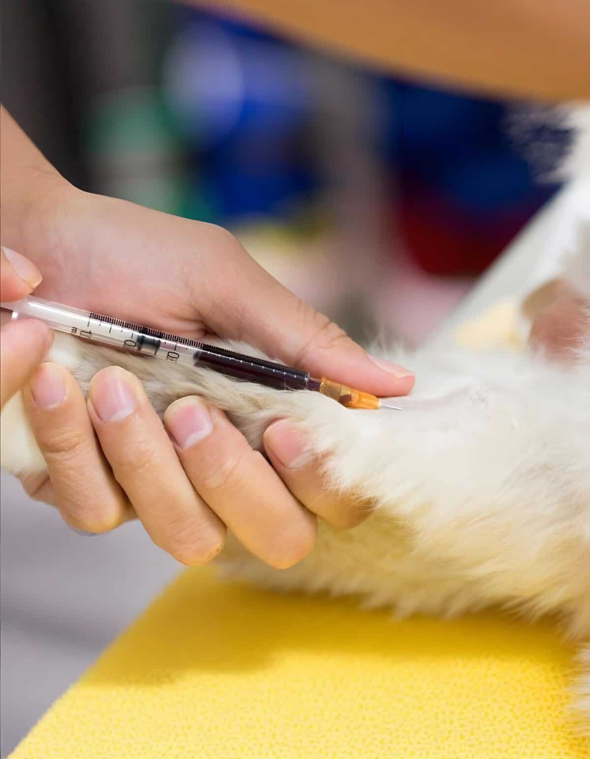Dog receiving vaccination at veterinary clinic for health protection.