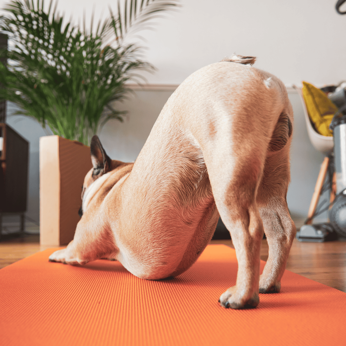 Adorable French Bulldog practicing yoga in a cozy home yoga space, highlighting pet health and relaxation.