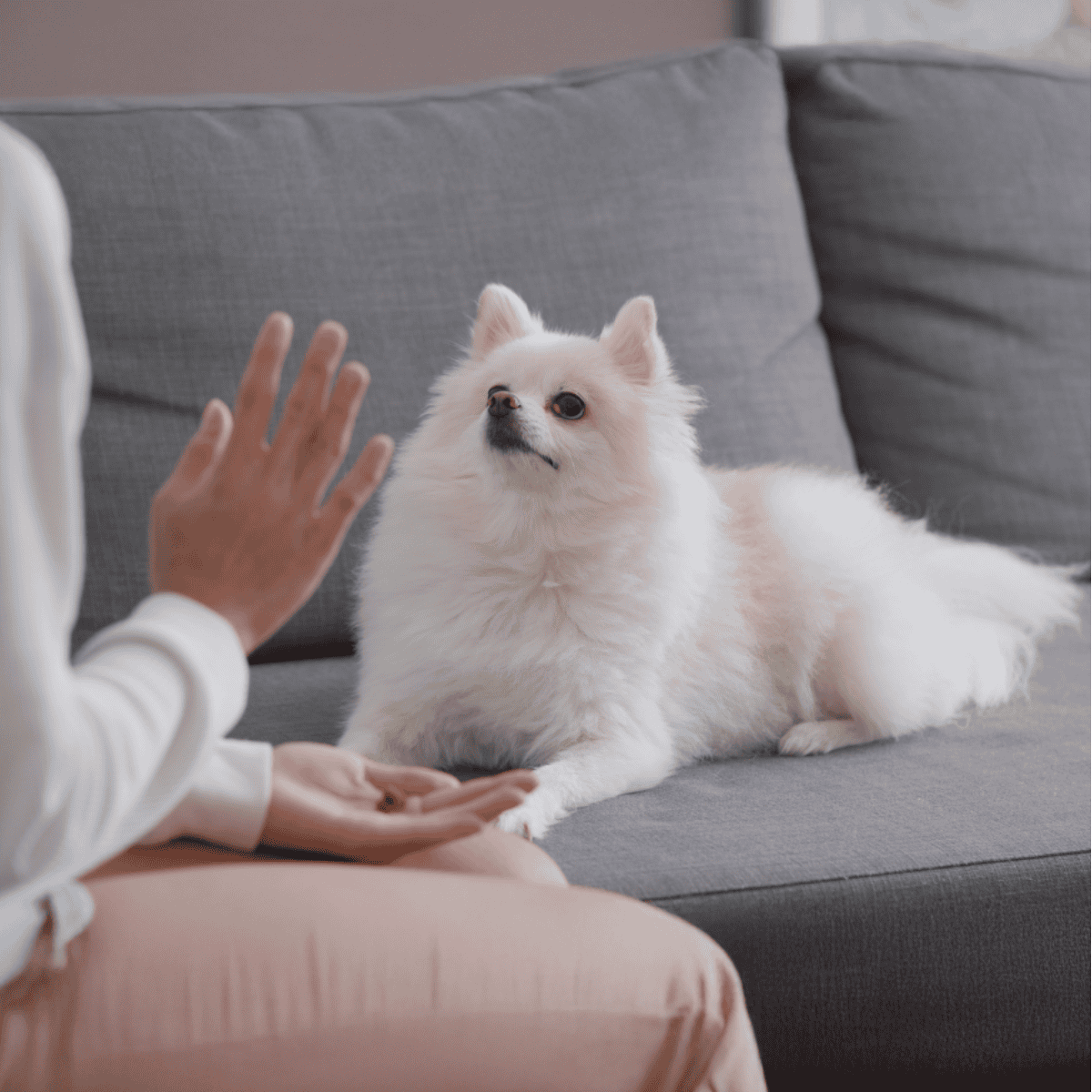 Adorable white Pomeraniandog enjoying gentle petting on a gray sofa, perfect for pet care and dog wellness needs.