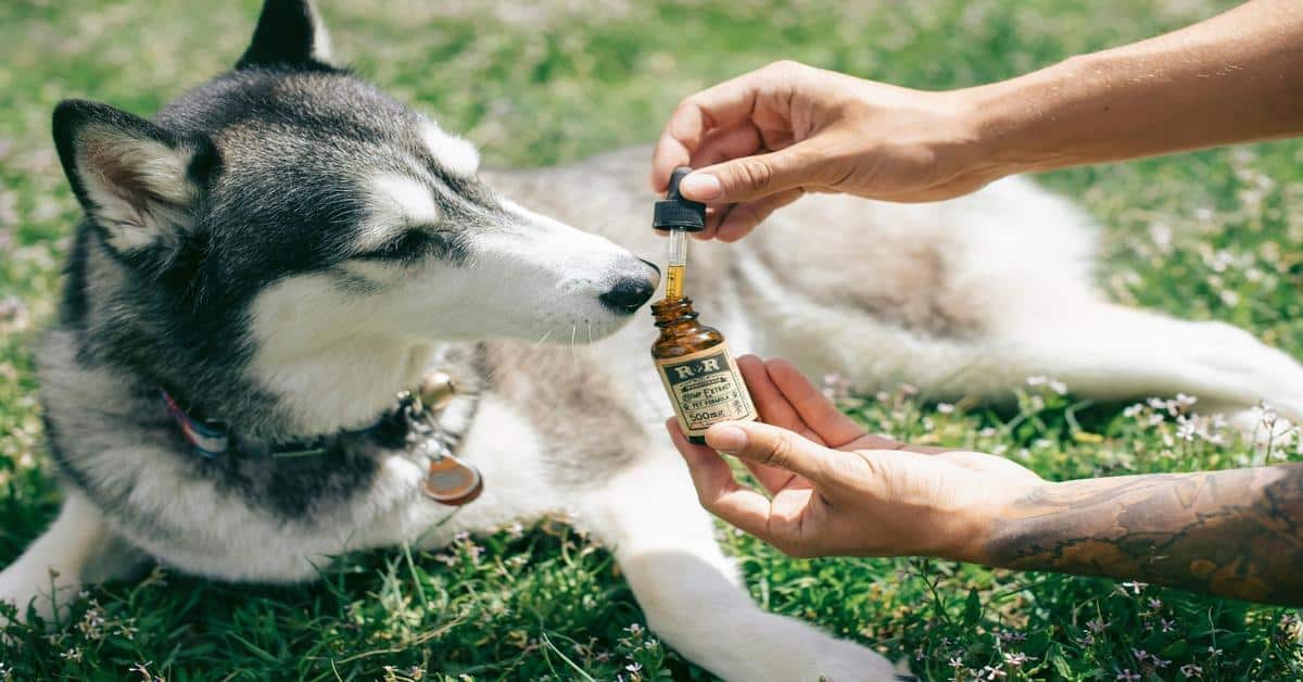 CBD oil for dogs on green grass with a husky.