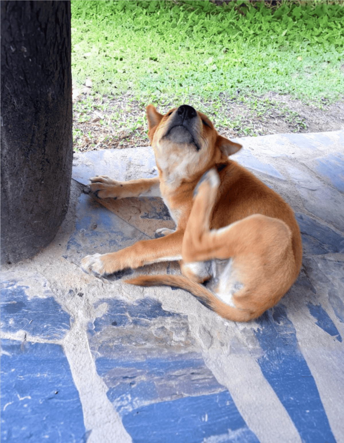 Dog lying on stone patio under tree, cooling off outdoors.