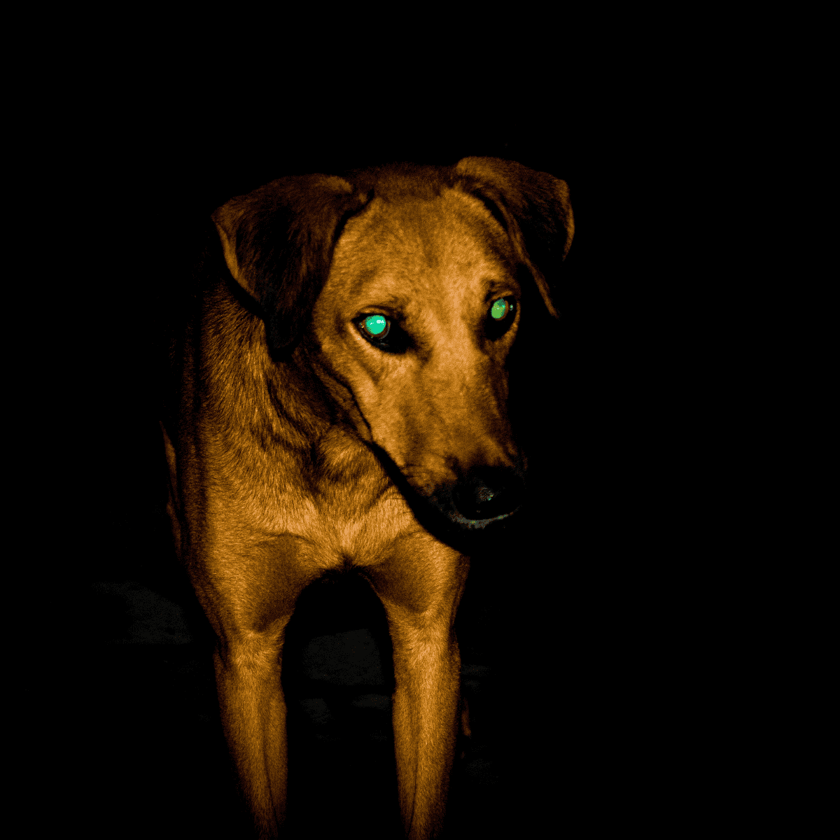 Dog's glowing eyes in dark, night-time photo, emphasizing pet safety and security.