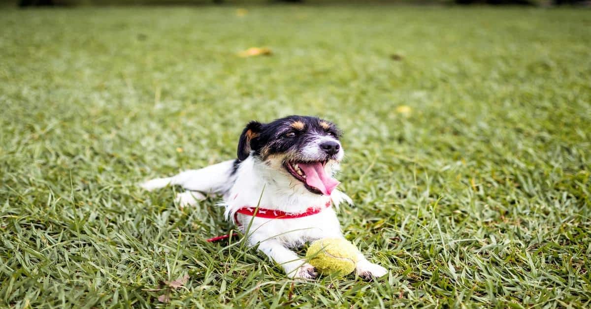 Adorable dog lying on grass with tennis ball, enjoying outdoor playtime and exercise.