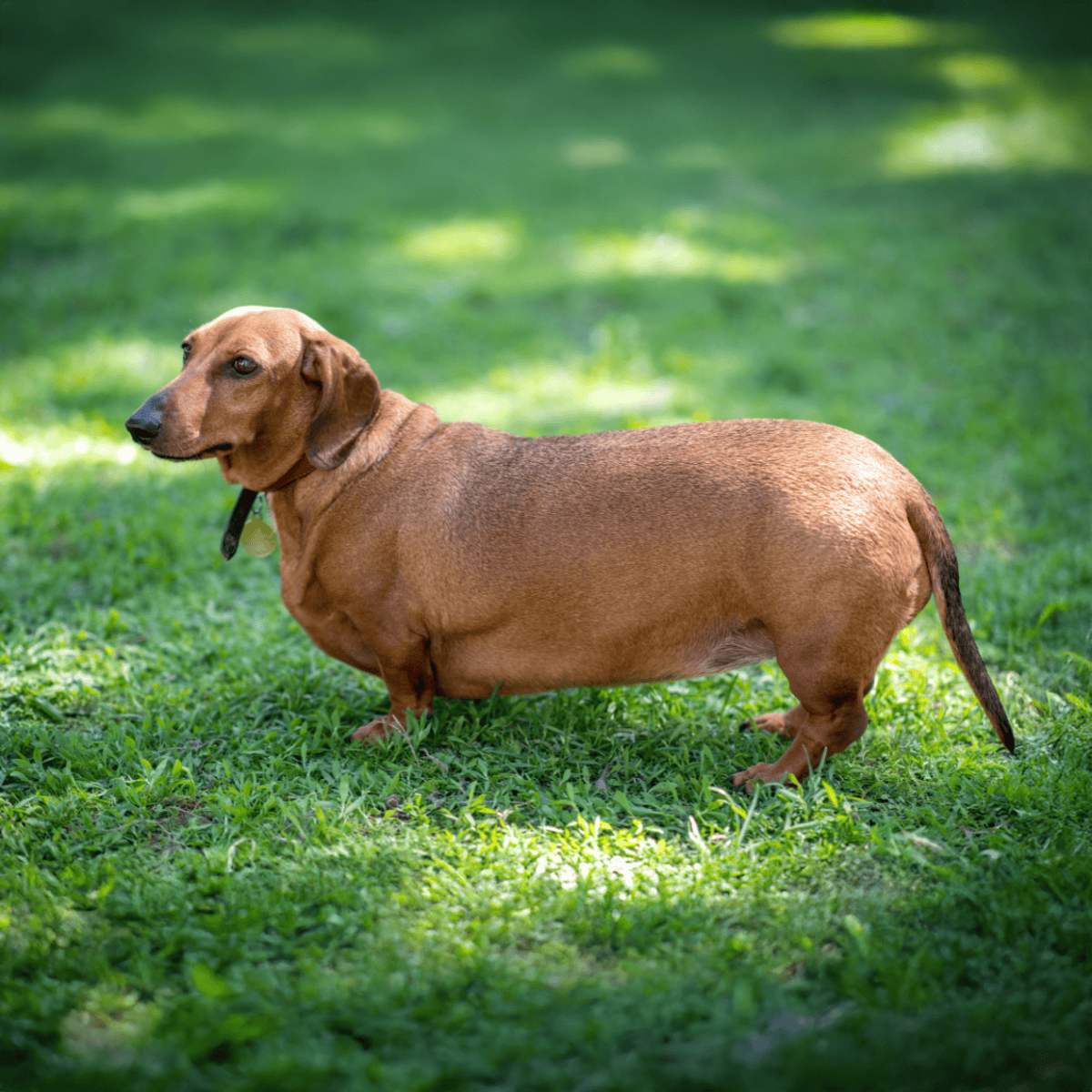 Adorable brown dachshund standing on lush green grass outdoors.