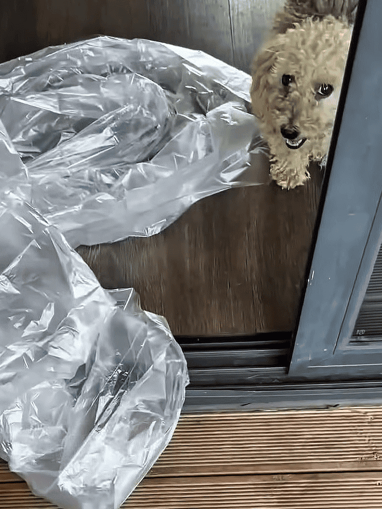 Cute dog looking through sliding glass door at plastic bag toy.