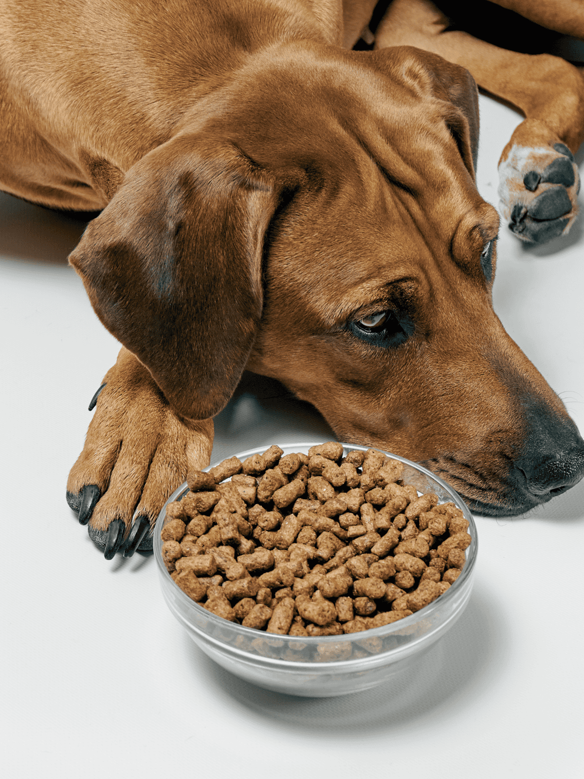 Close-up of a dog with floppy ears licking a bowl of dry dog food, emphasizing pet nutrition and health.