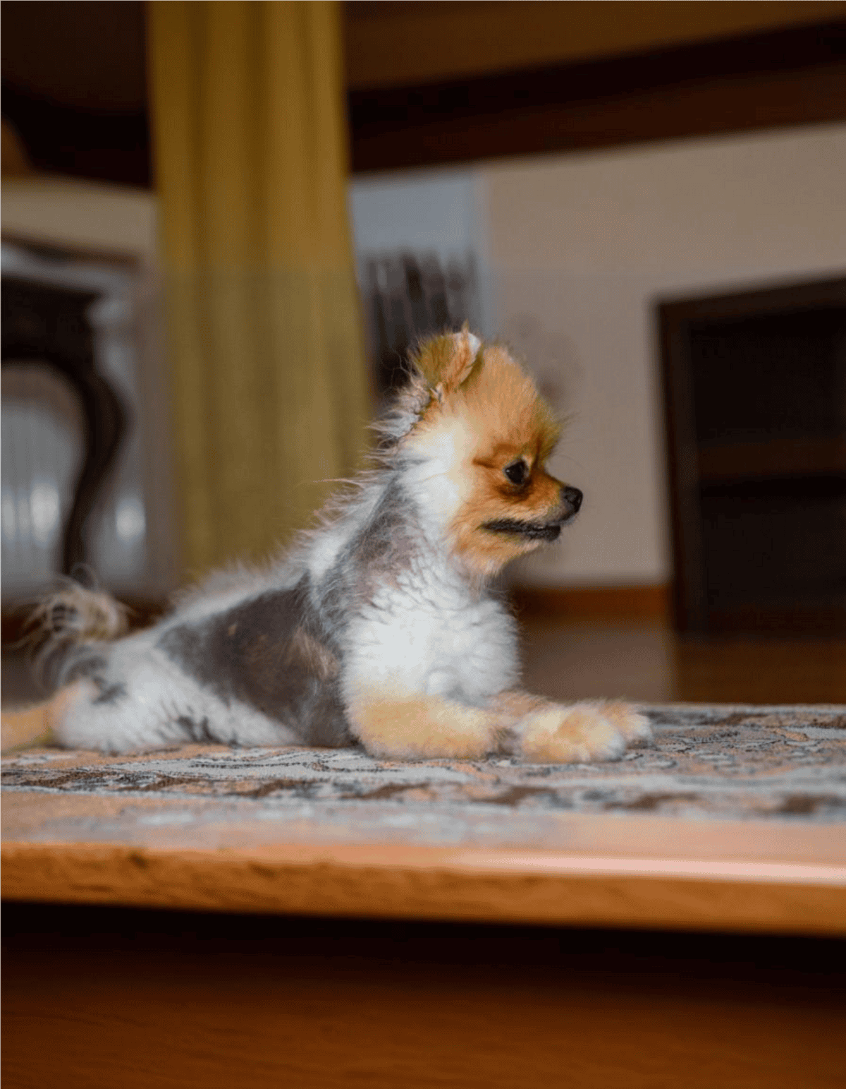 Adorable small Pom puppy lying on carpet indoors. Cute, fluffy, and perfect for pet lovers.
