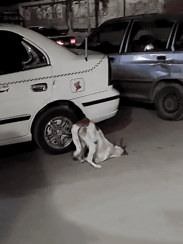 Dog stuck between cars after collision, needing help.