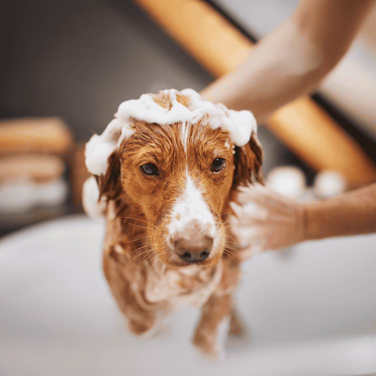 Dog receiving a gentle bath with soap and water for proper grooming.