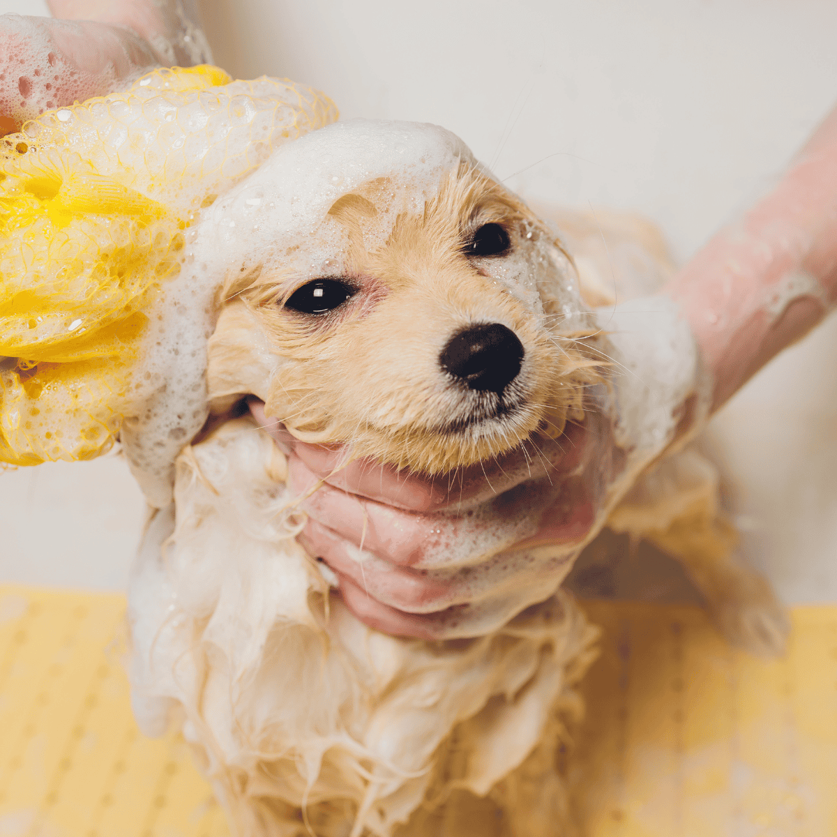 Dog grooming, puppy bath, pet hygiene, dog care, bathing, bathing process.
