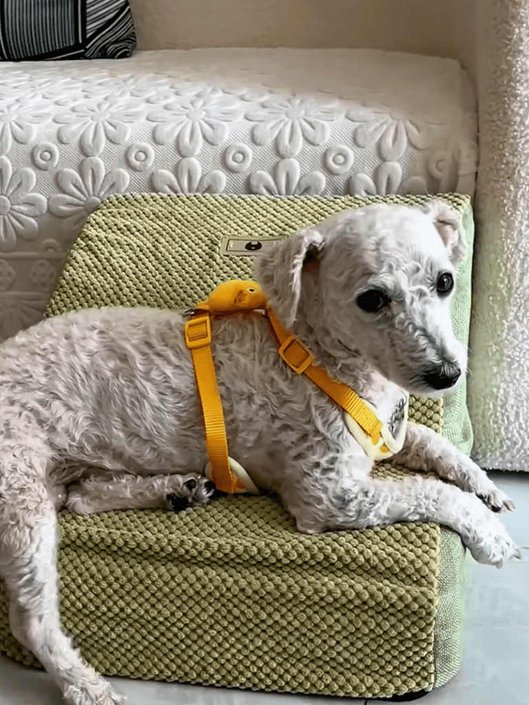 Dog bed cushion with floral pattern.