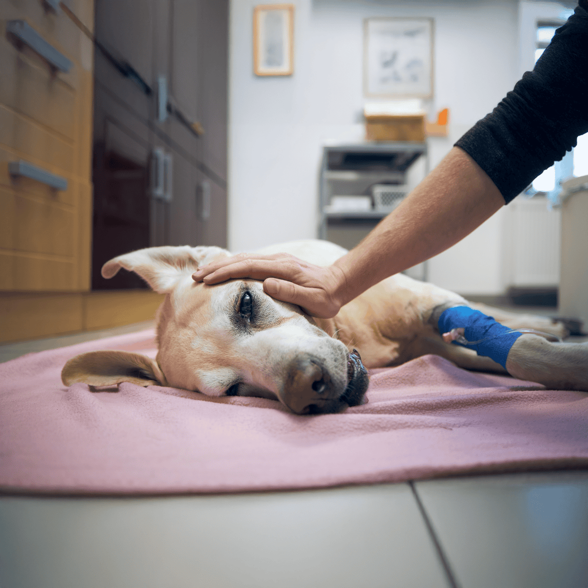 Dog receiving medical treatment and comfort from caretaker.