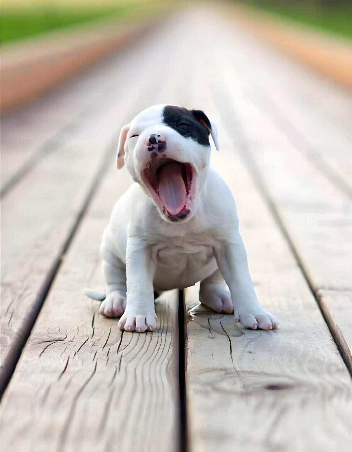 Adorable puppy yawning outdoors on a sunny day, showcasing joyful moments with dogs.