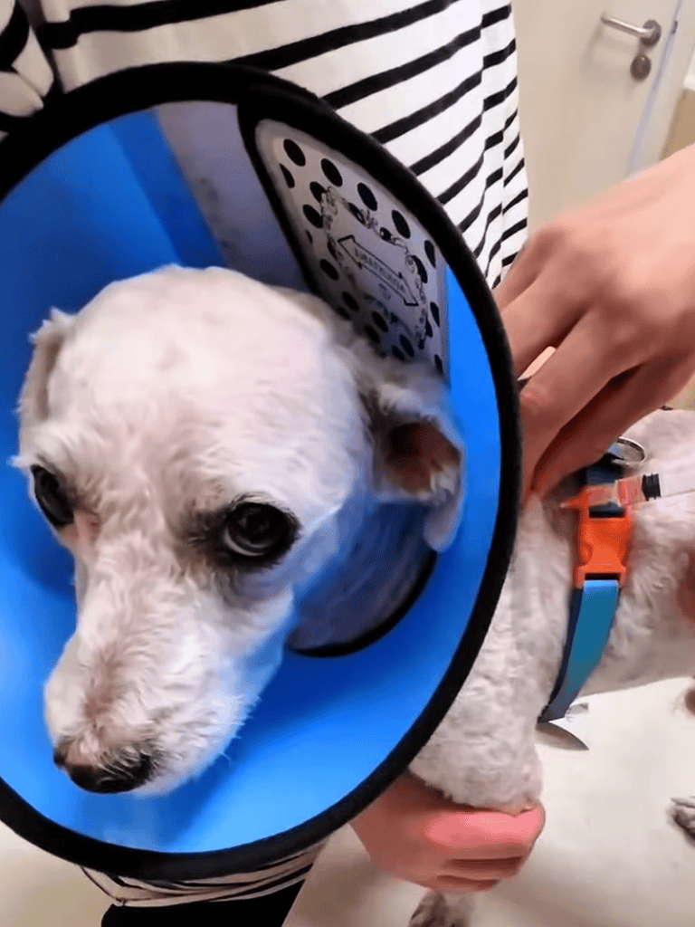Dog injury recovery cone collar.