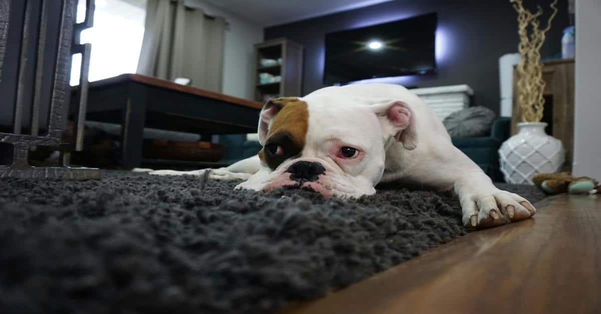 Adorable bulldog lying on a textured rug in a cozy living room, perfect for pet owners seeking dog comfort and relaxation.