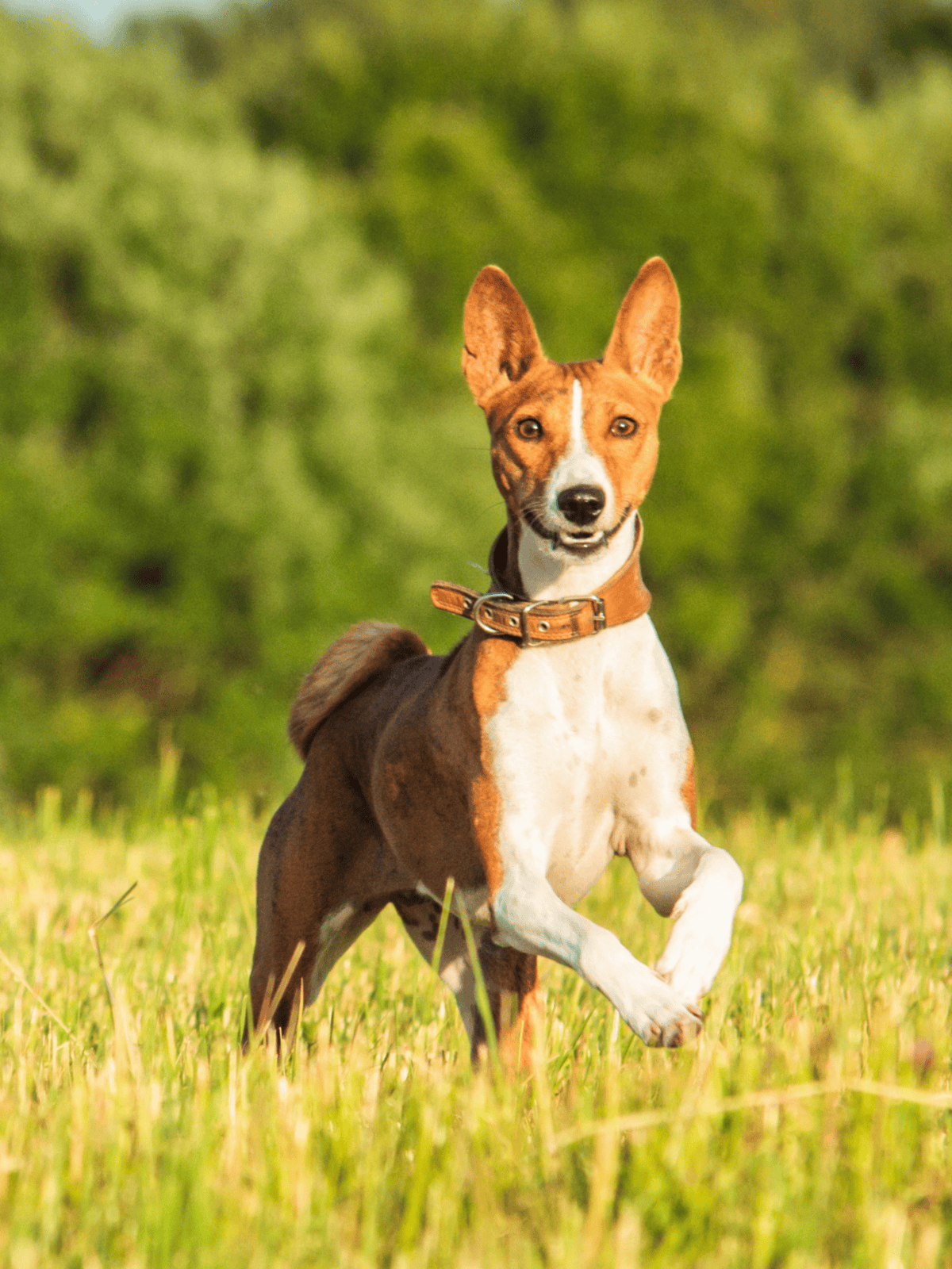 Energetic dog playing outdoors, ideal for dog lovers and outdoor adventure enthusiasts.