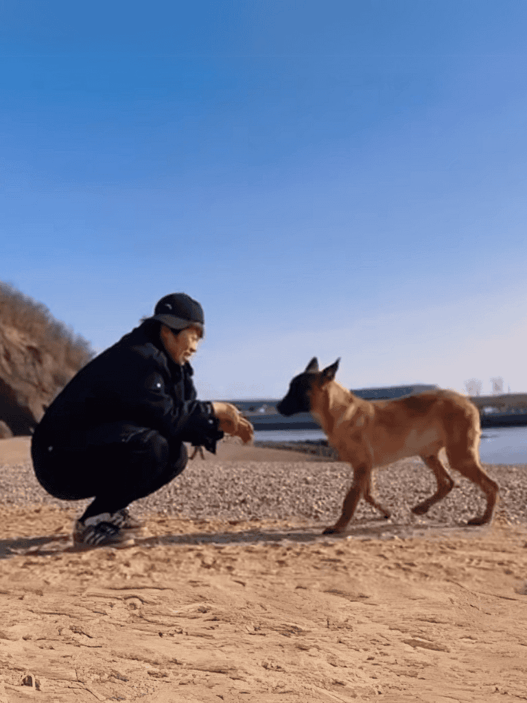 Dog training on the beach with a person and a Belgian Malinois puppy.