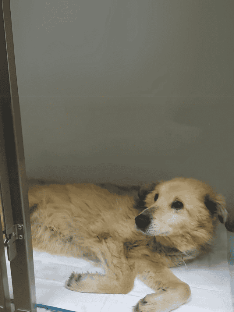 Adorable shelter dog resting in a cozy bed, waiting for a loving home.
