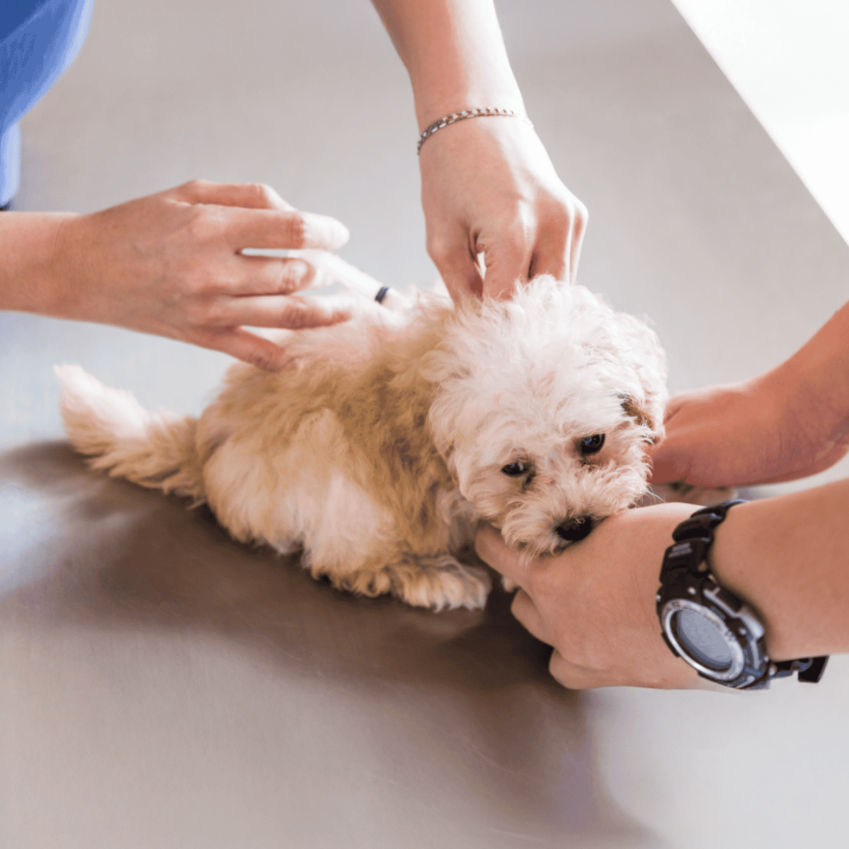 Close-up of a vet examining a small fluffy puppy on a table.
