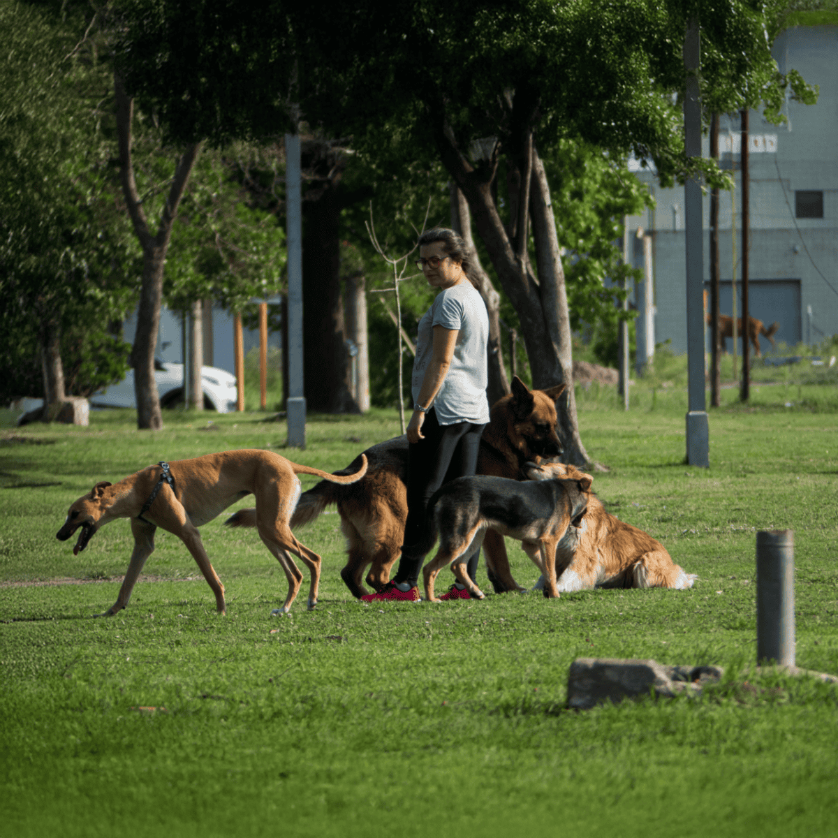 Dog training, obedience, park, dog behavior, pet training, multiple dogs, outdoor play.
