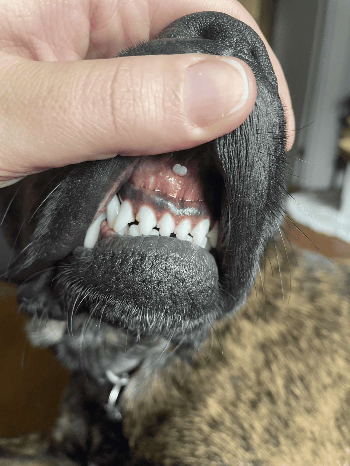 Close-up of a dog's open mouth showing teeth and dental exam.
