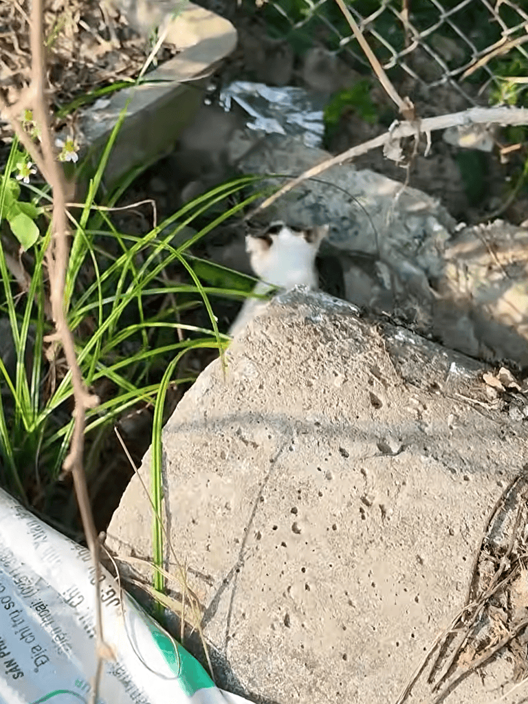 Small domestic cat hiding among rocks and greenery outdoors.