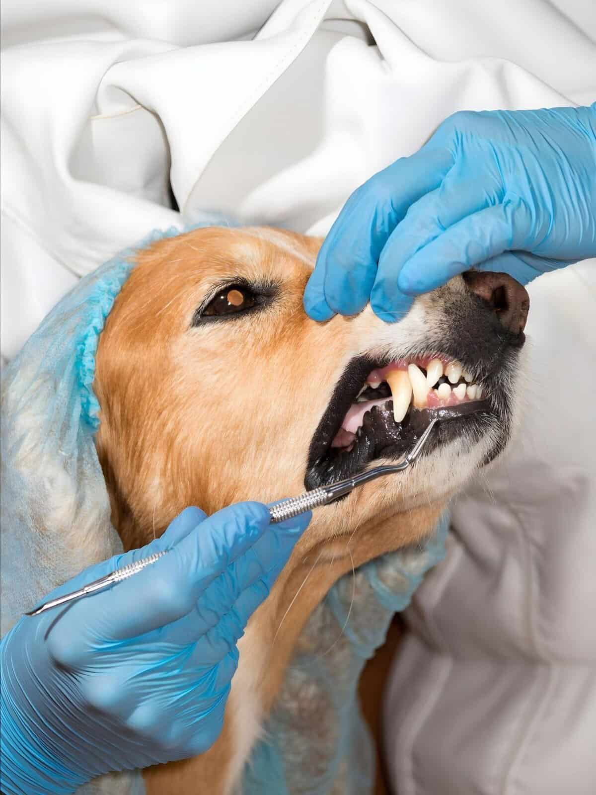 A veterinarian performs a dental examination on a dog, ensuring good oral health and dental care.