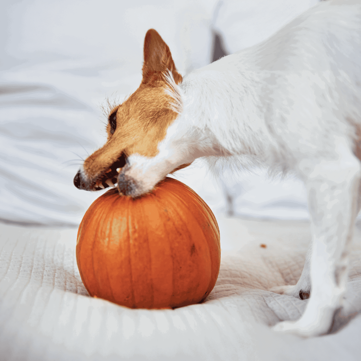 Dog playing with pumpkin during fall season.