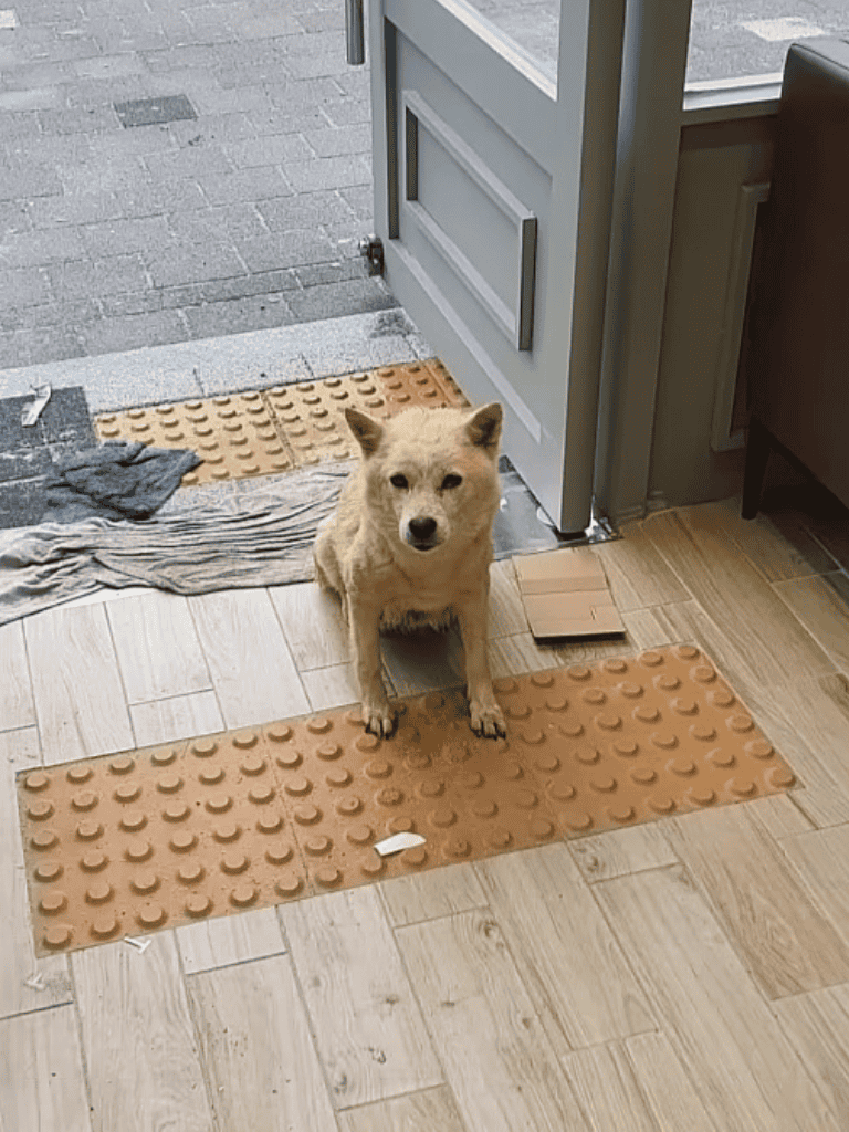Adorable dog sitting by the entrance door, ready to go outside or wait for its owner.