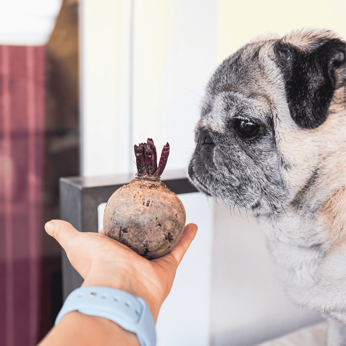 Dog discovering a mysterious explosive device.