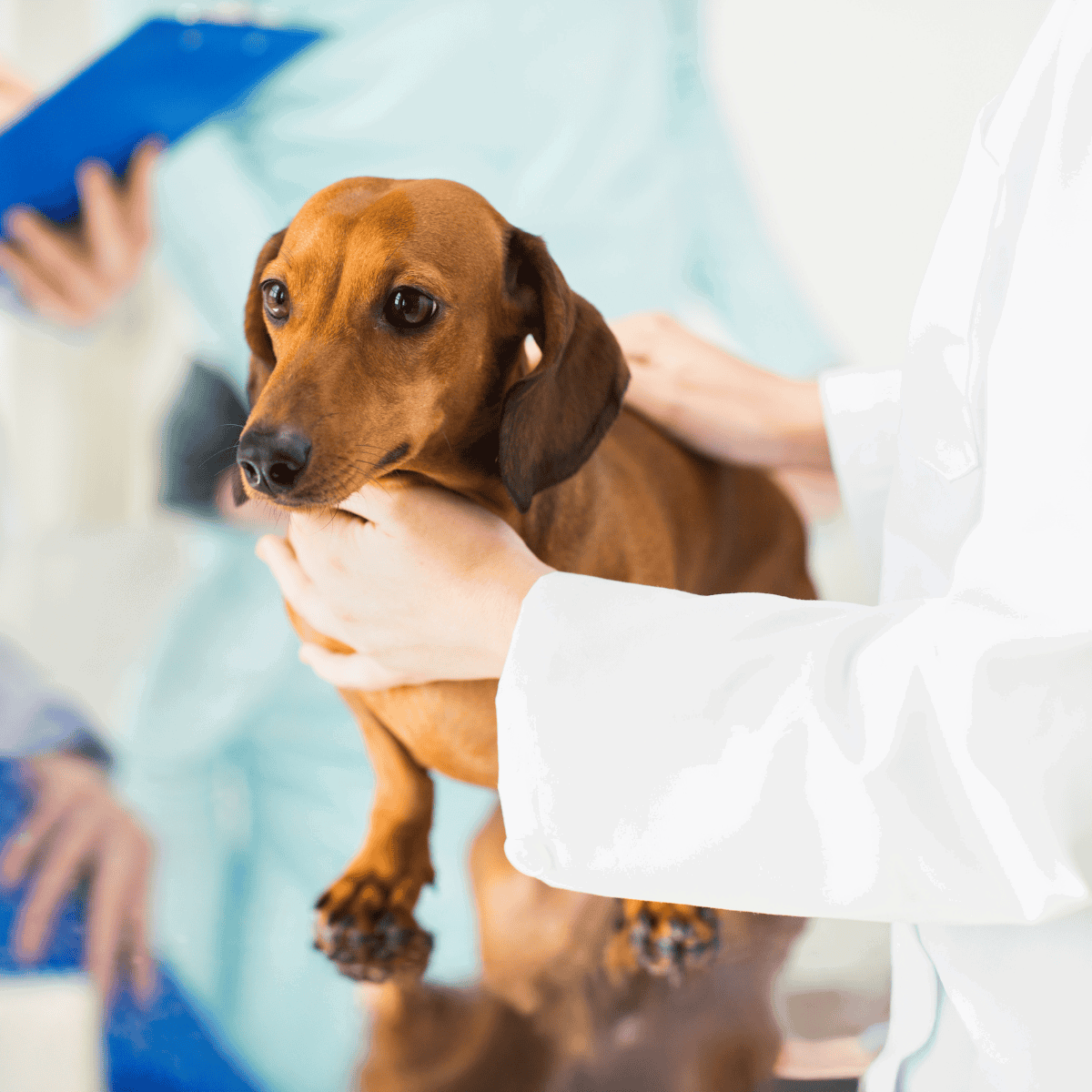 A veterinarian examines a cute dachshund dog during a routine health checkup at the veterinary clinic.