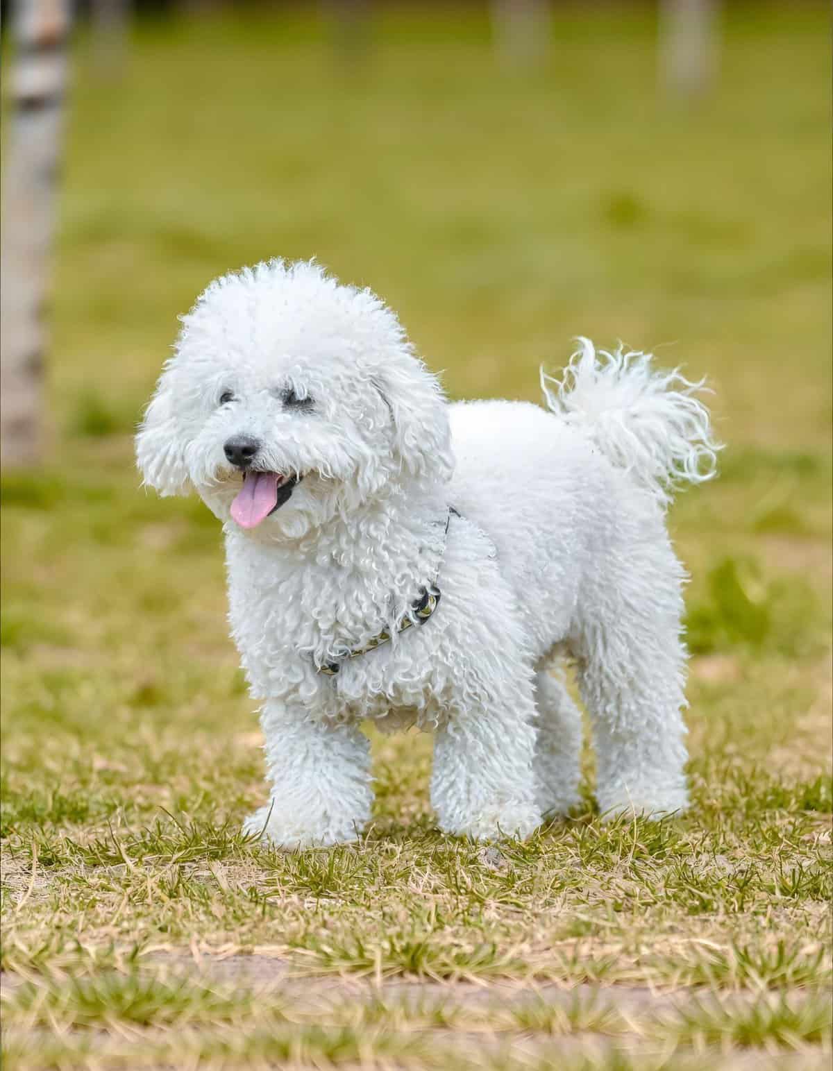 Adorable fluffy white poodle enjoying a walk in the park on a sunny day.