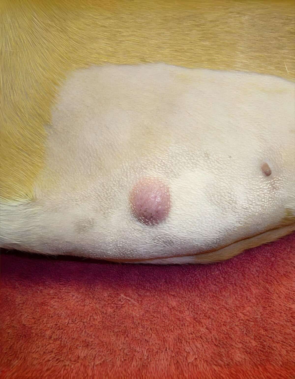 Close-up of a dog's inflamed nipple with infection, requiring veterinary care and treatment.