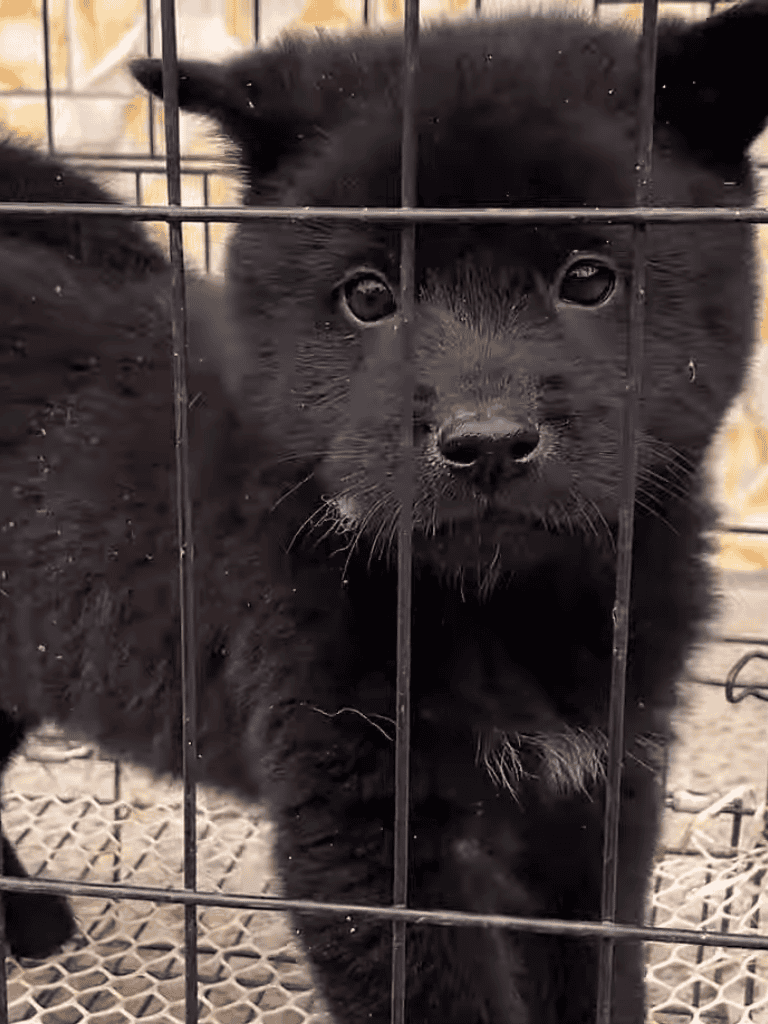 Cute black puppy behind cage bars, needing love and a forever home.