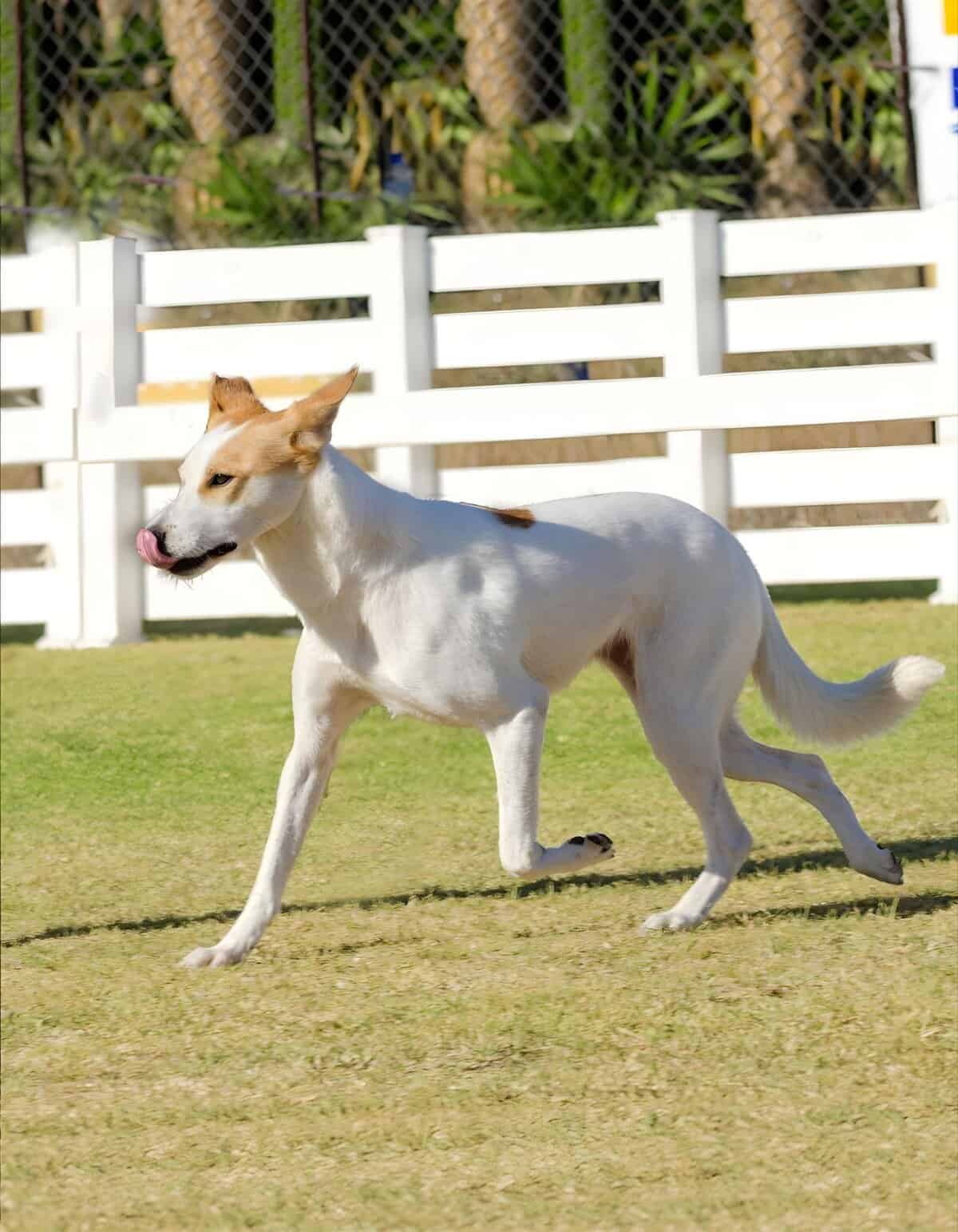 Cute dog playing outside in a green yard with white fence background.
