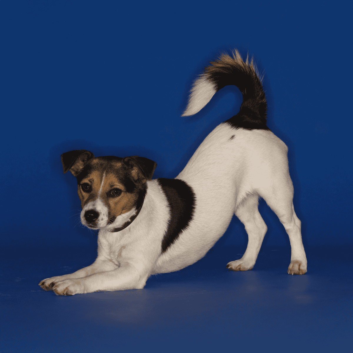 Cute Jack Russell terrier puppy stretching, adorable small dog with white, black, and brown fur on blue studio backdrop.