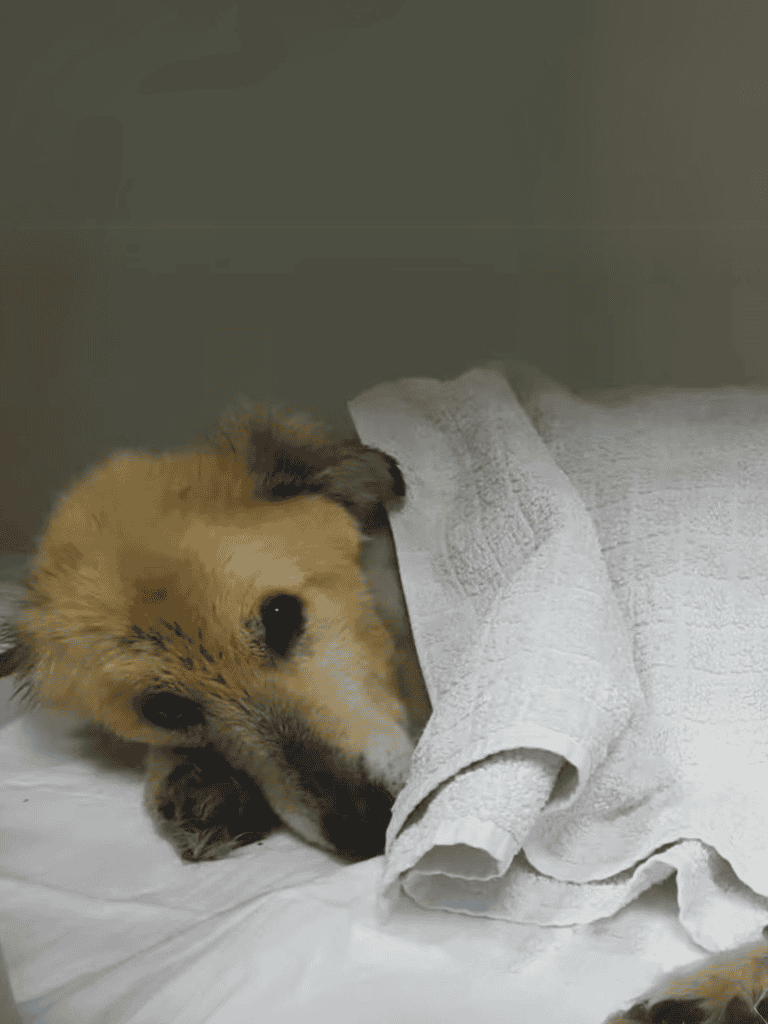 Adorable puppy lying on a towel, showing comfort and relaxation, perfect for pet care solutions.