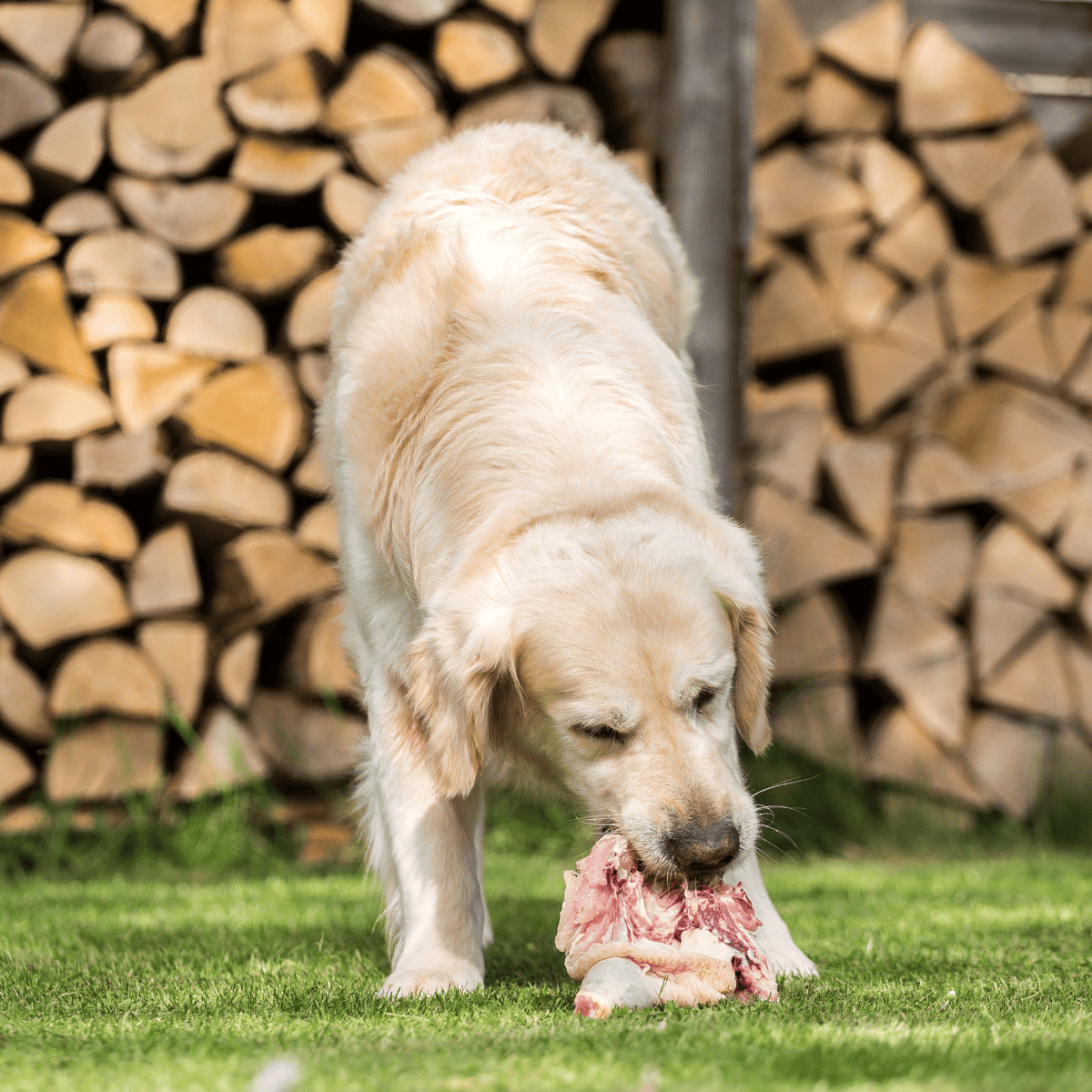 Dog licking fresh raw meat in yard against woodpile background.