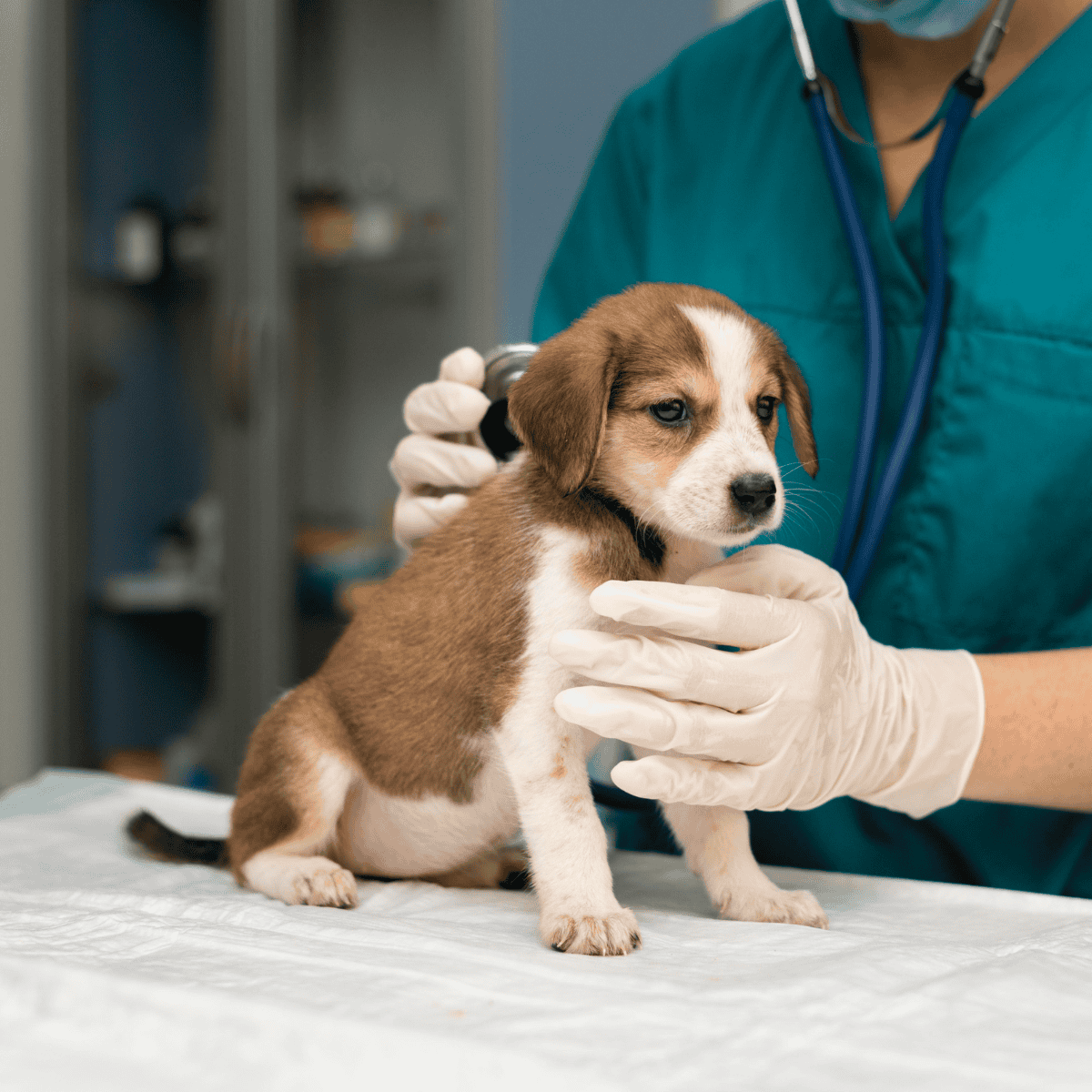 Vet examining a cute puppy at clinic for health checkup.