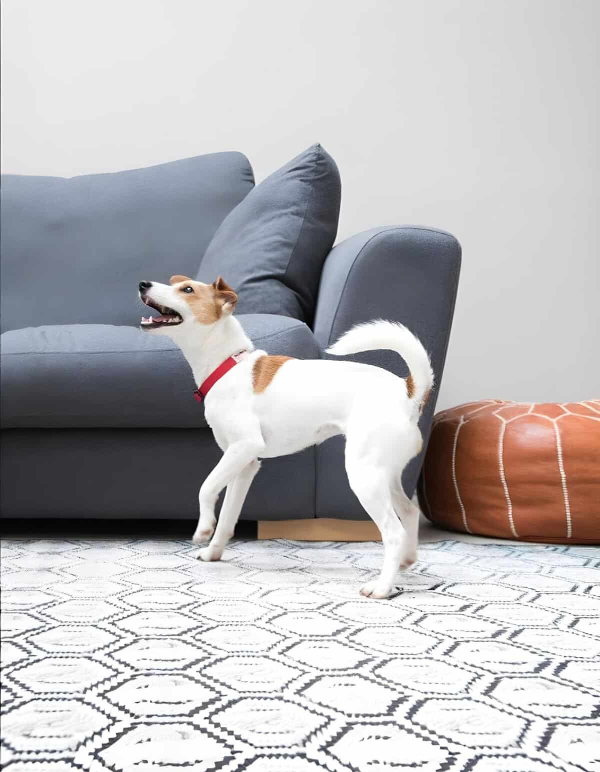 Happy dog playing indoors with sofa and pouf.