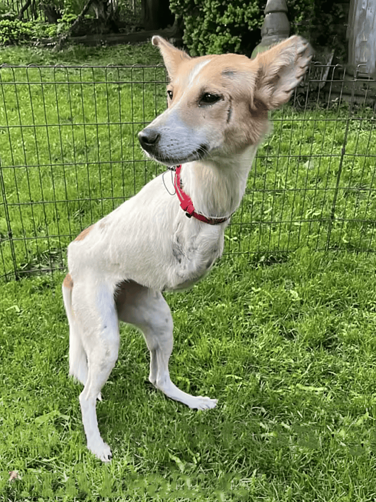 Adorable greyhound standing outside on green grass with a red collar.