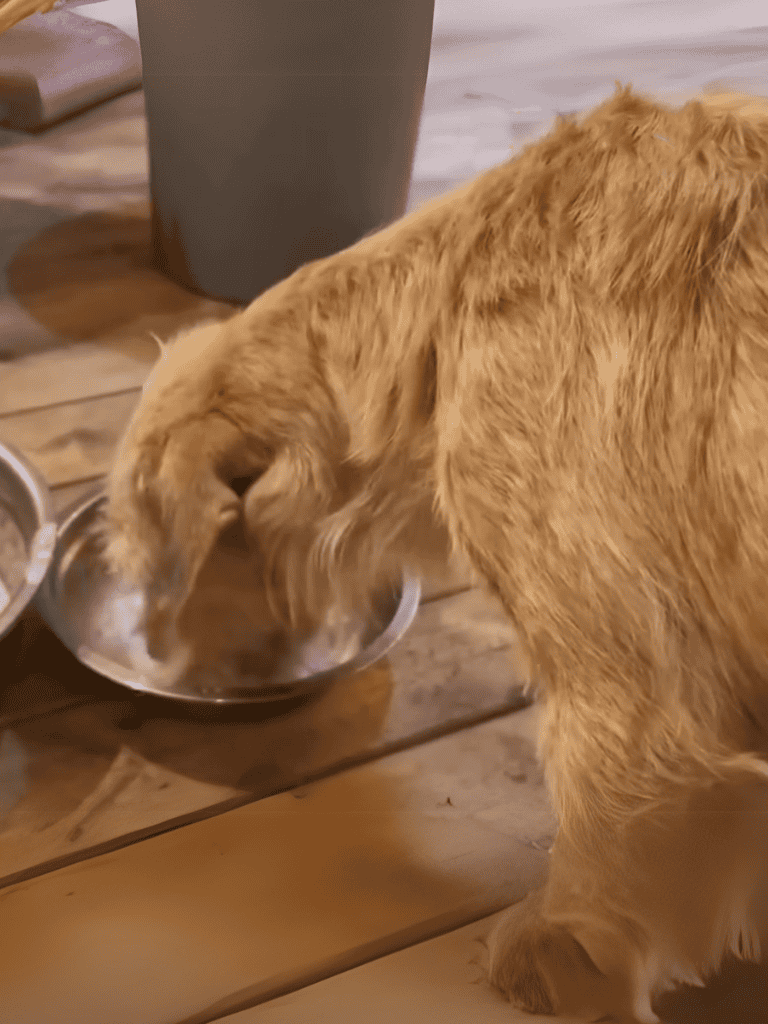 Golden Retriever eating from metal bowl.